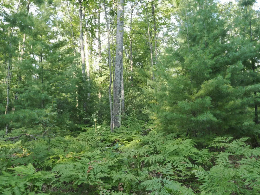 Emig Road Clinton Township, MI 48619