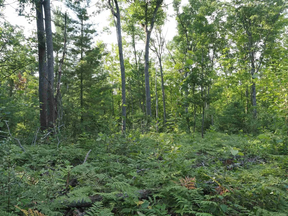 Emig Road Clinton Township, MI 48619