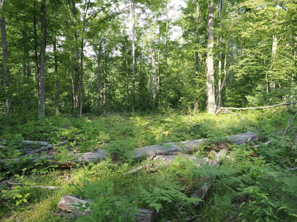 Emig Road Clinton Township, MI 48619