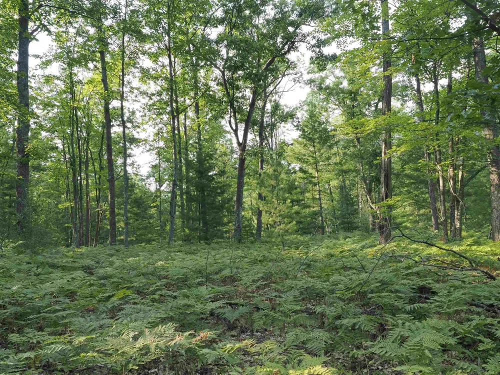Emig Road Clinton Township, MI 48619