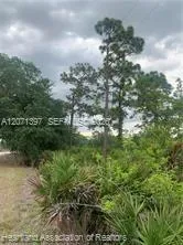 615 Wildflower Street Lake Placid, FL 33852