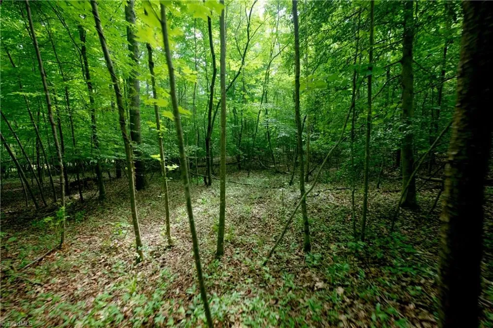 0 Tesh Road Germanton, NC 27019