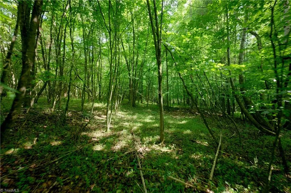 0 Tesh Road Germanton, NC 27019