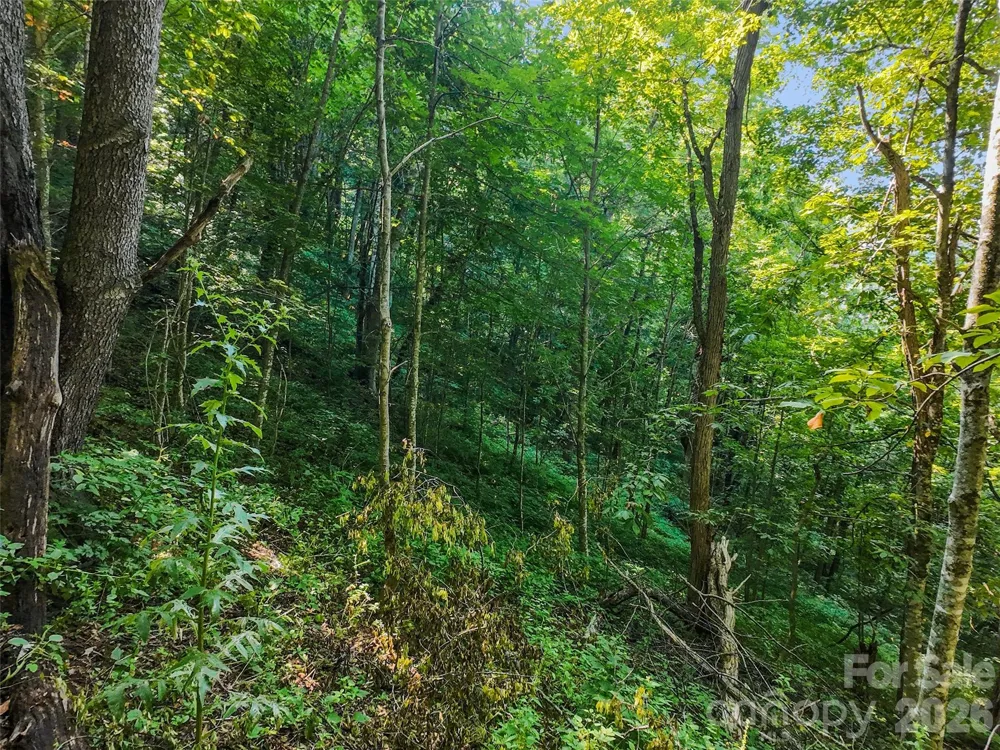 Lot #69 Twisted Trail #69 Waynesville, NC 28786