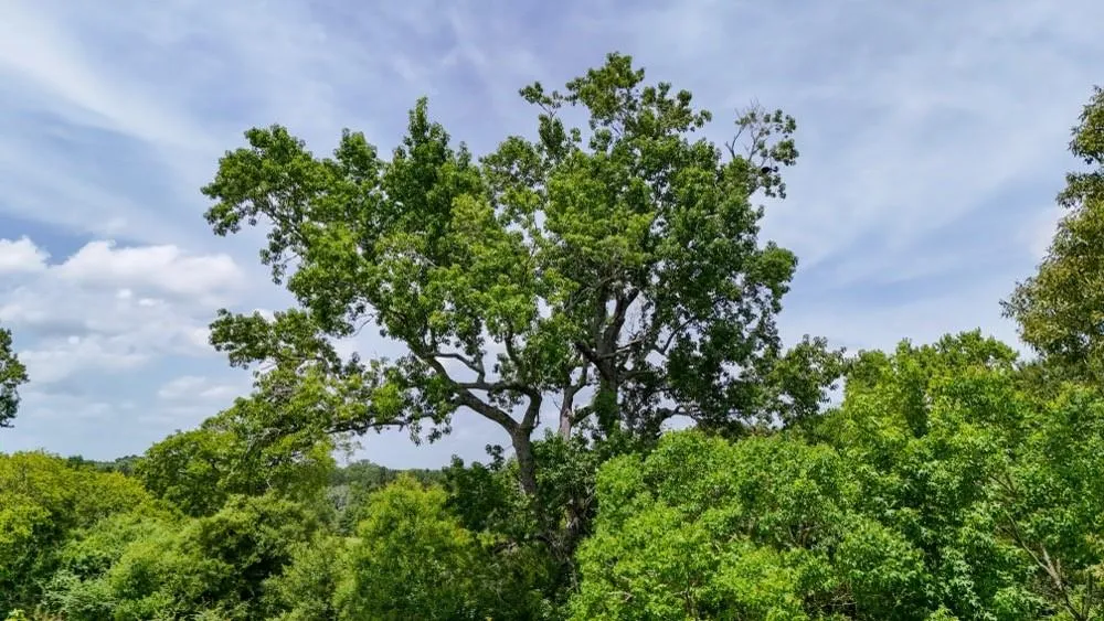 Cr 2780 Colmesneil, TX 75938
