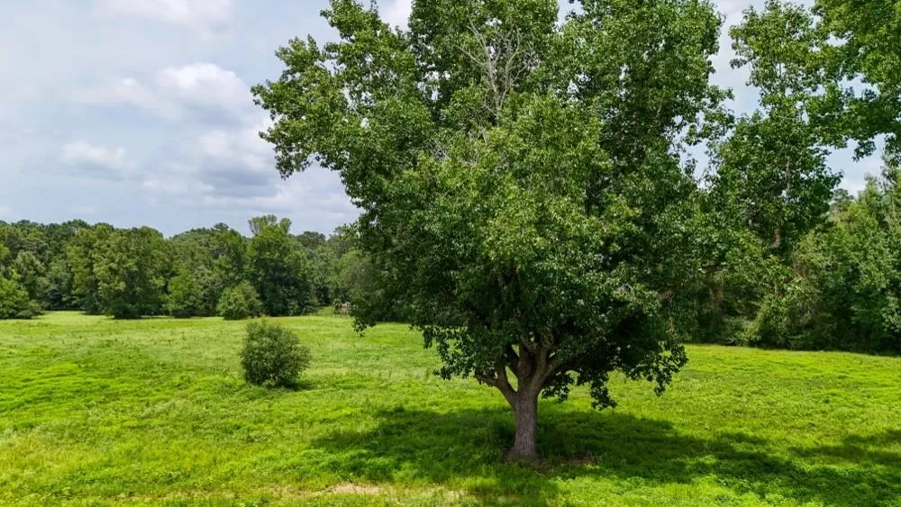 Cr 2780 Colmesneil, TX 75938