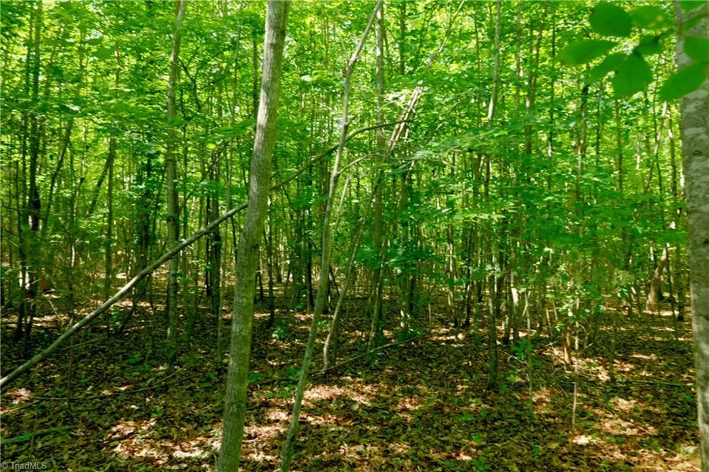 0 Tesh Road Germanton, NC 27019