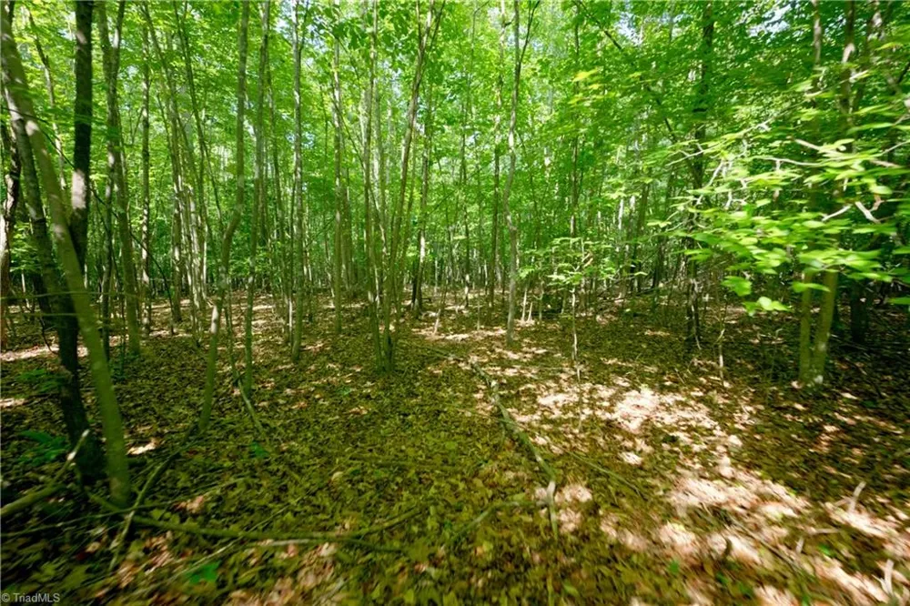 0 Tesh Road Germanton, NC 27019