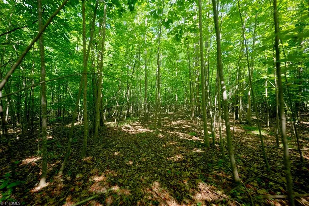 0 Tesh Road Germanton, NC 27019