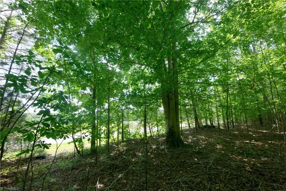0 Tesh Road Germanton, NC 27019