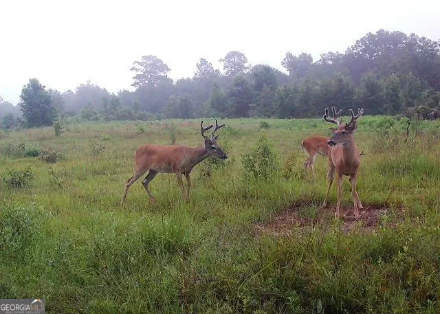 0 Nicholson-Carr RD Chester, GA 31012