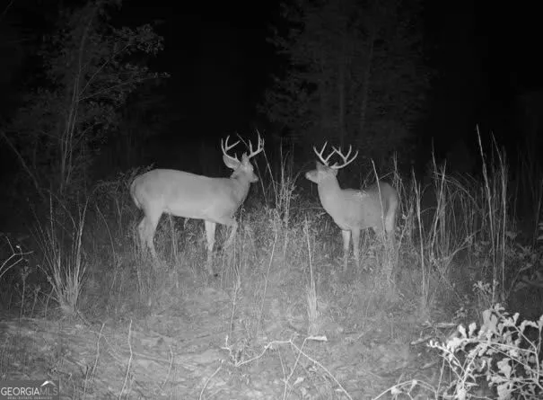 0 Nicholson-Carr RD Chester, GA 31012