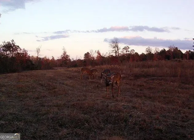 0 Nicholson-Carr RD Chester, GA 31012