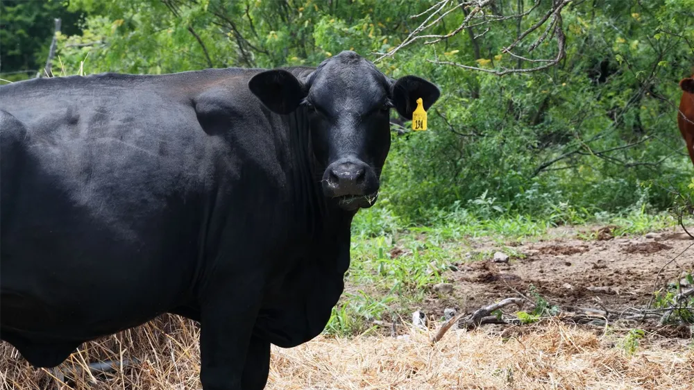 FM 2268 Holland, TX 76534