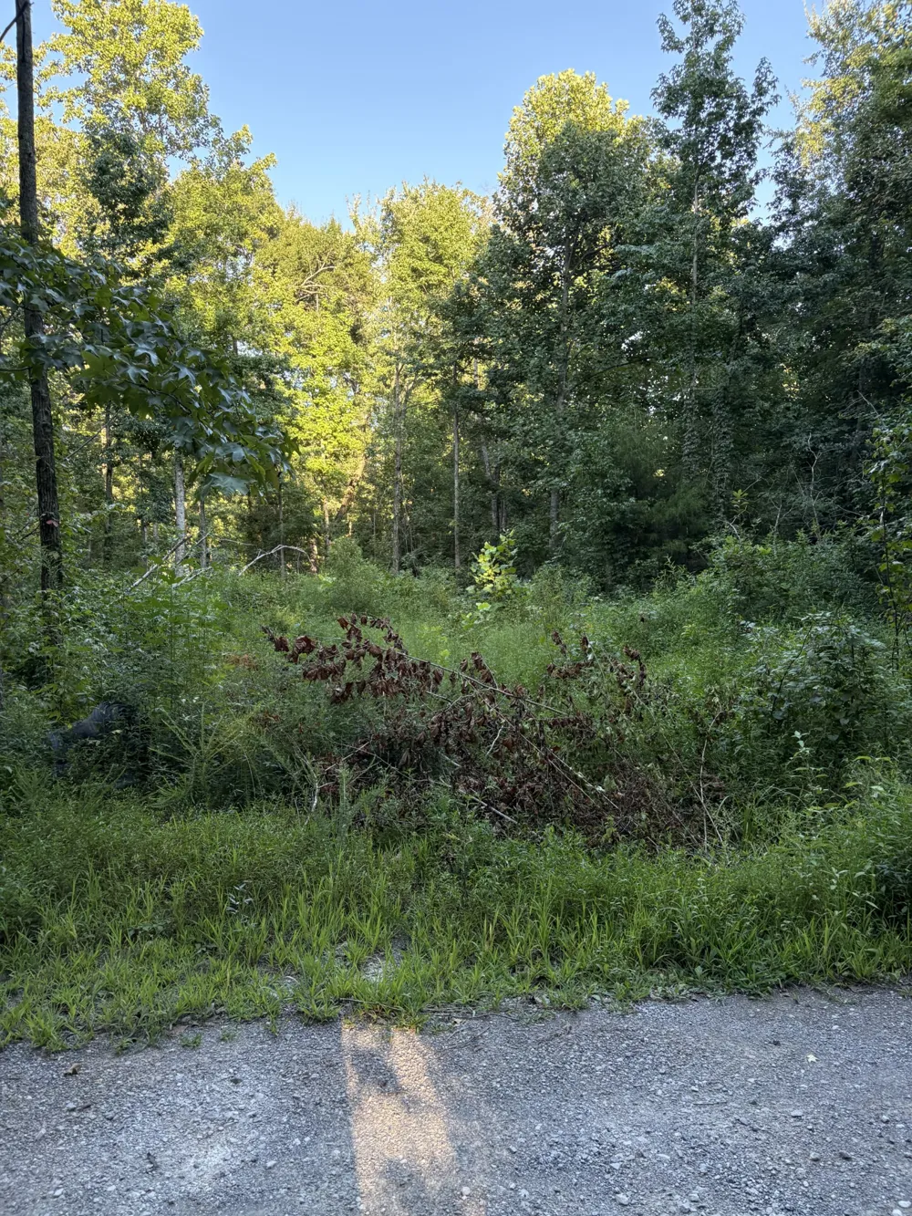 0 Shiloh Rd Beechgrove, TN 37018