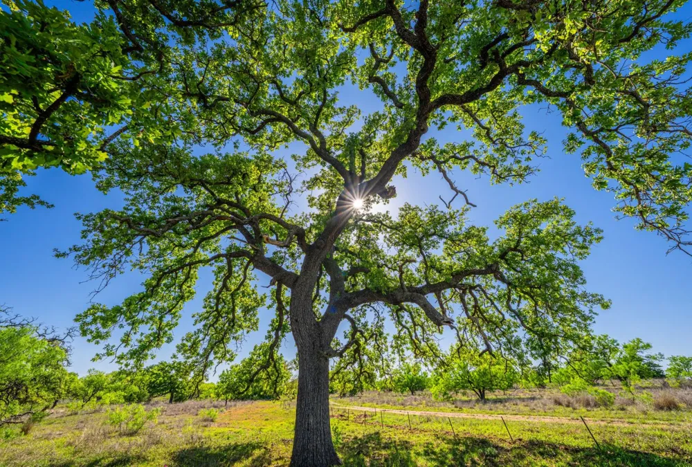 5230 County Road 409 Valley Spring, TX 76885