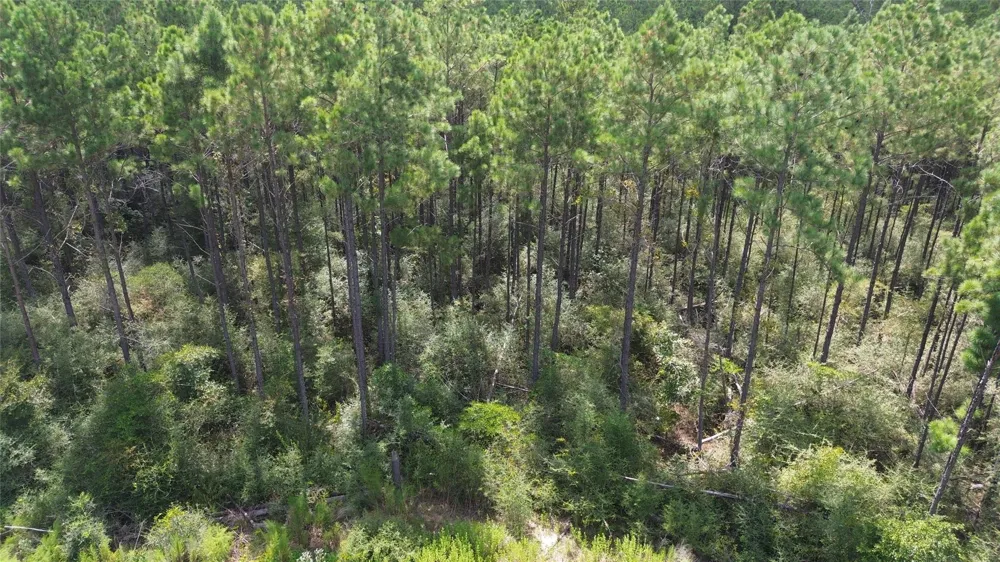 18 Pr 8160 Lovelady, TX 75851