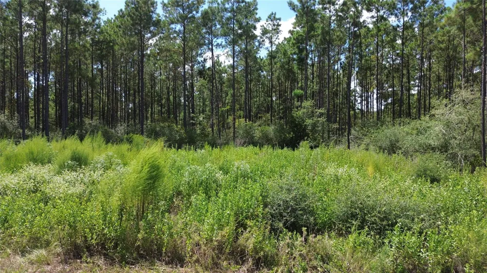 18 Pr 8160 Lovelady, TX 75851