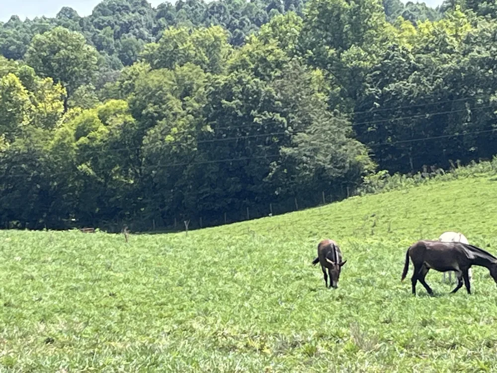 160 County Road 968 Delano, TN 37325