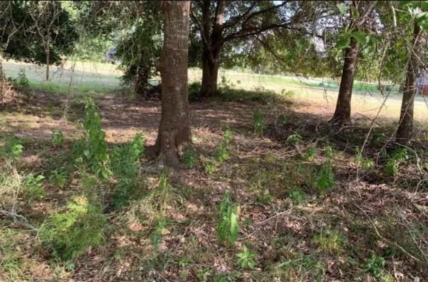 8 Wild Iris Court Huntsville, TX 77340