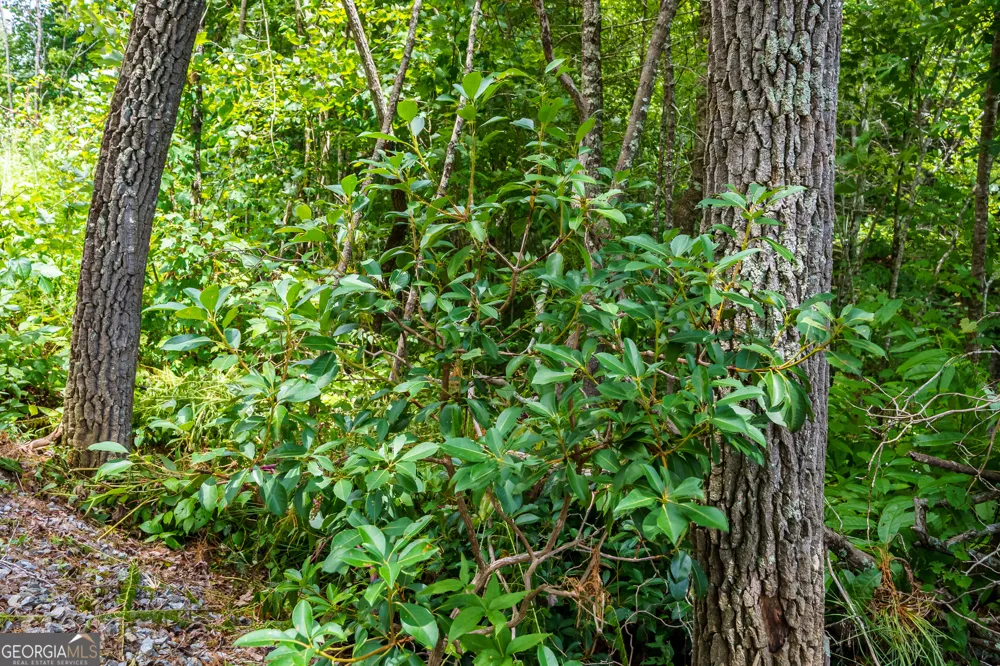 0 Higdon Creek RD Blue Ridge, GA 30513