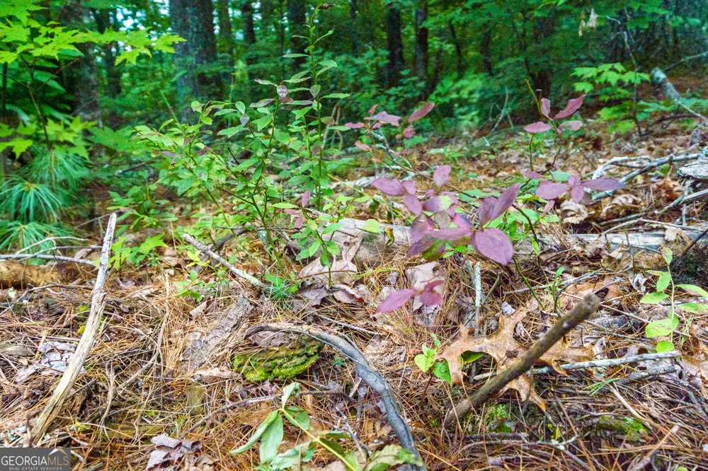 0 Higdon Creek RD Blue Ridge, GA 30513