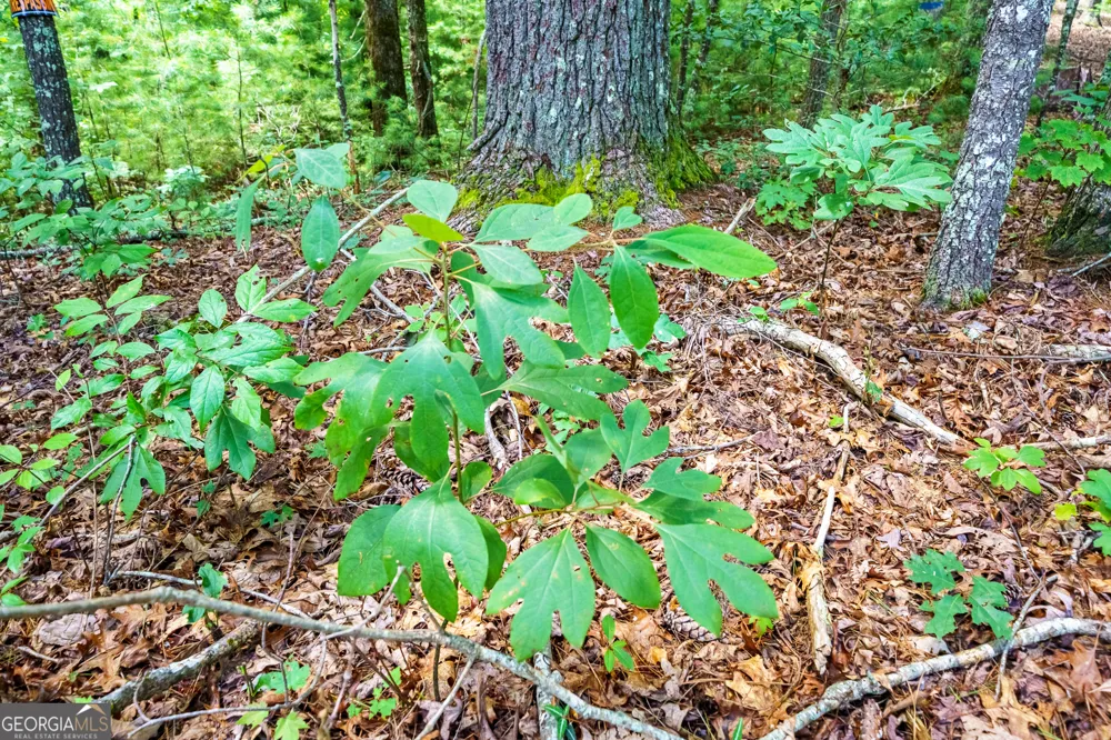 0 Higdon Creek RD Blue Ridge, GA 30513