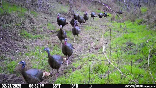 8251 COUNTY ROAD 106 Beeville, TX 78102