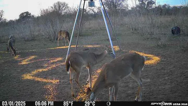 8251 COUNTY ROAD 106 Beeville, TX 78102