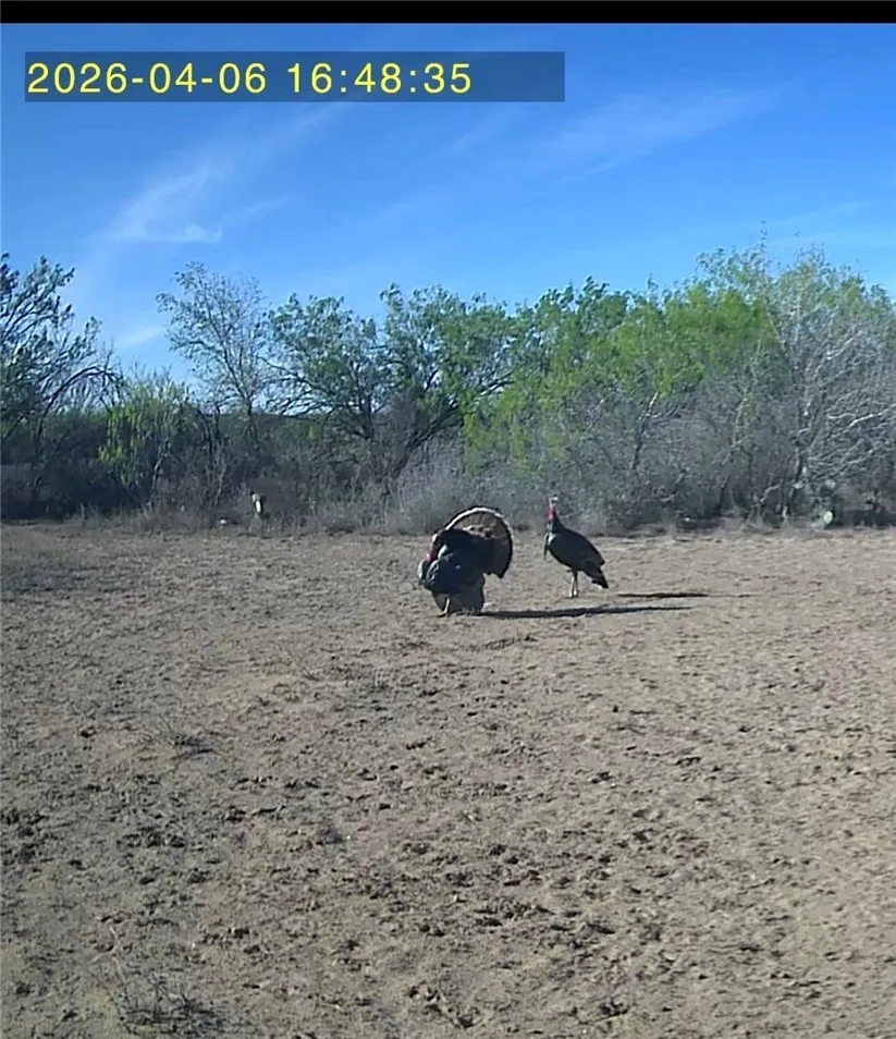 3463 County Road 332 San Diego, TX 78384