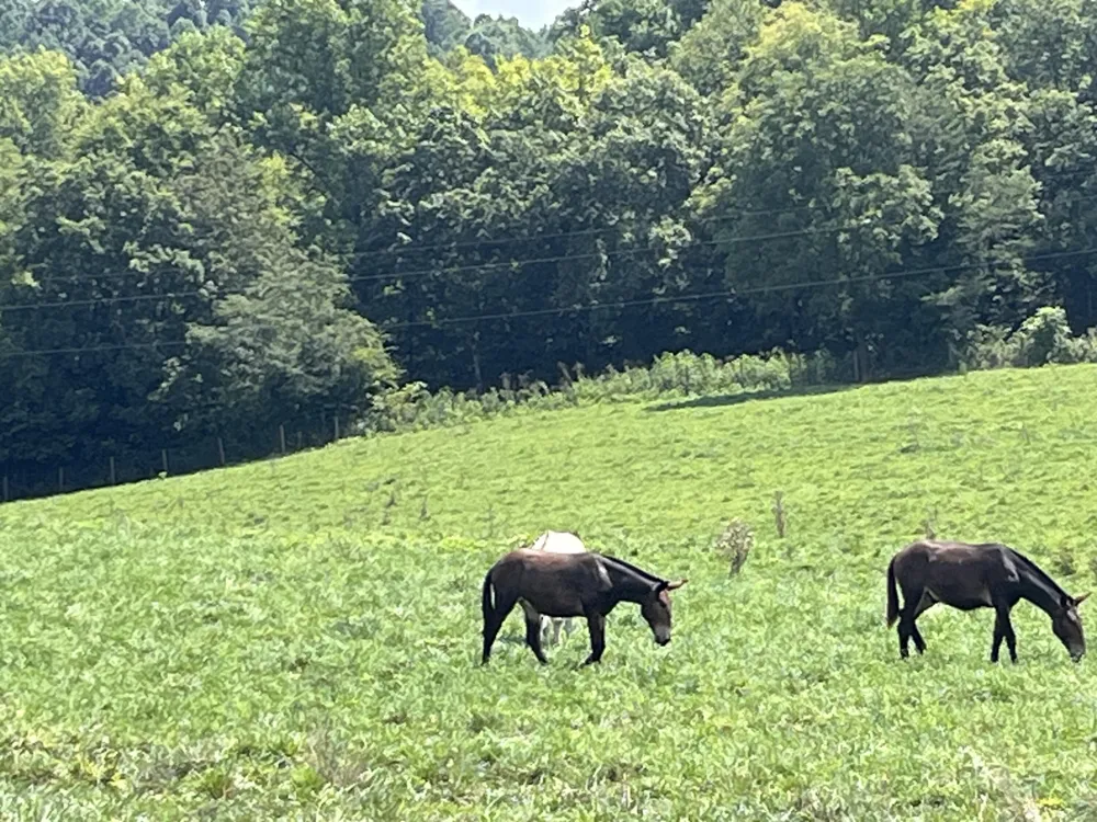 160 County Road 968 Delano, TN 37325