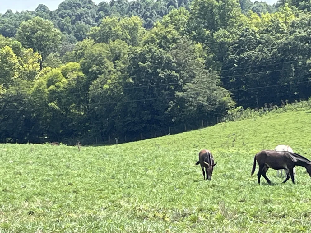 160 County Road 968 Delano, TN 37325