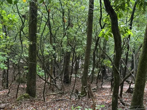 Lot 28 Atoah Loop
