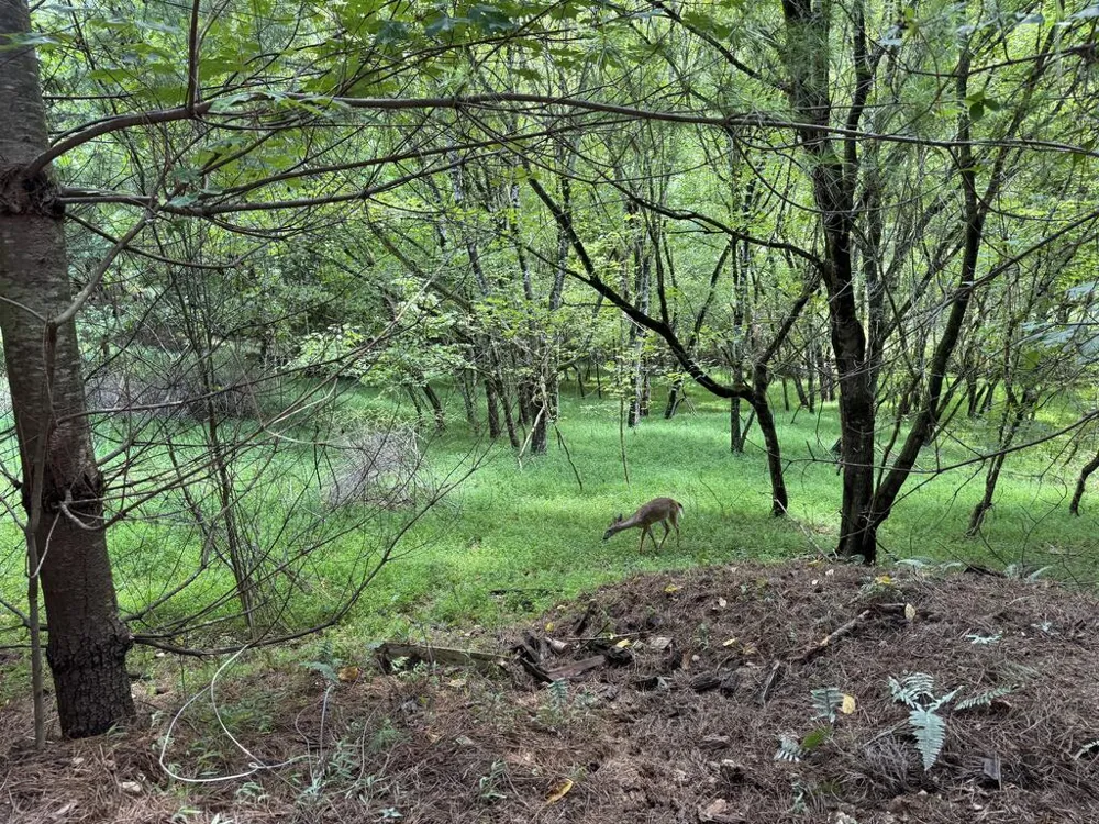 4782 Squirrel Hunting Road Morganton, GA 30560