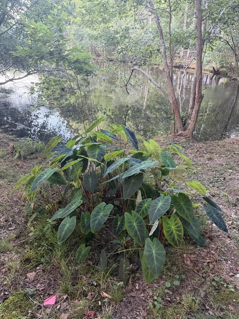 LOT 12-J SEC 1 Waterview Court Cataula, GA 31804