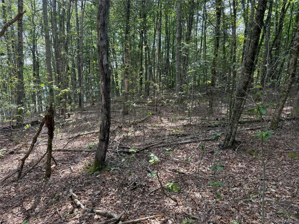 Shore Rd Swan Lake, NY 12783