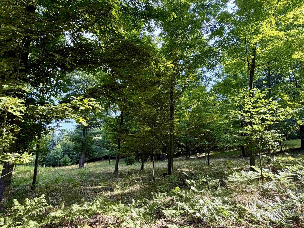 10746 Deal Road Whitewater Township, MI 49690