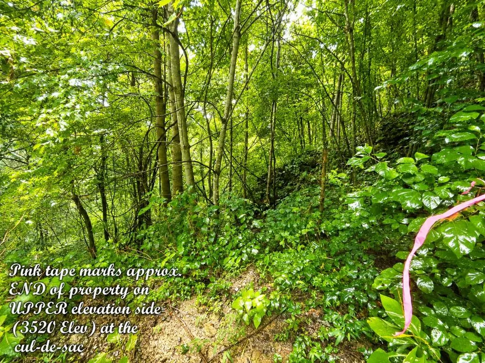 Yonah Trl Waynesville, NC 28785