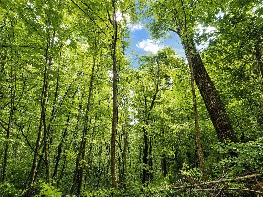 Yonah Trl Waynesville, NC 28785