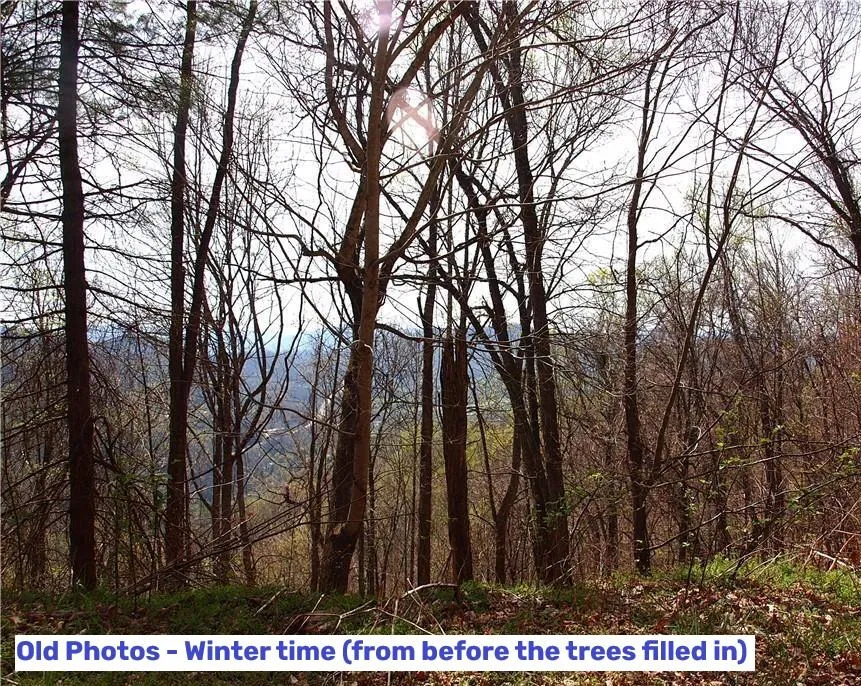 Yonah Trl Waynesville, NC 28785