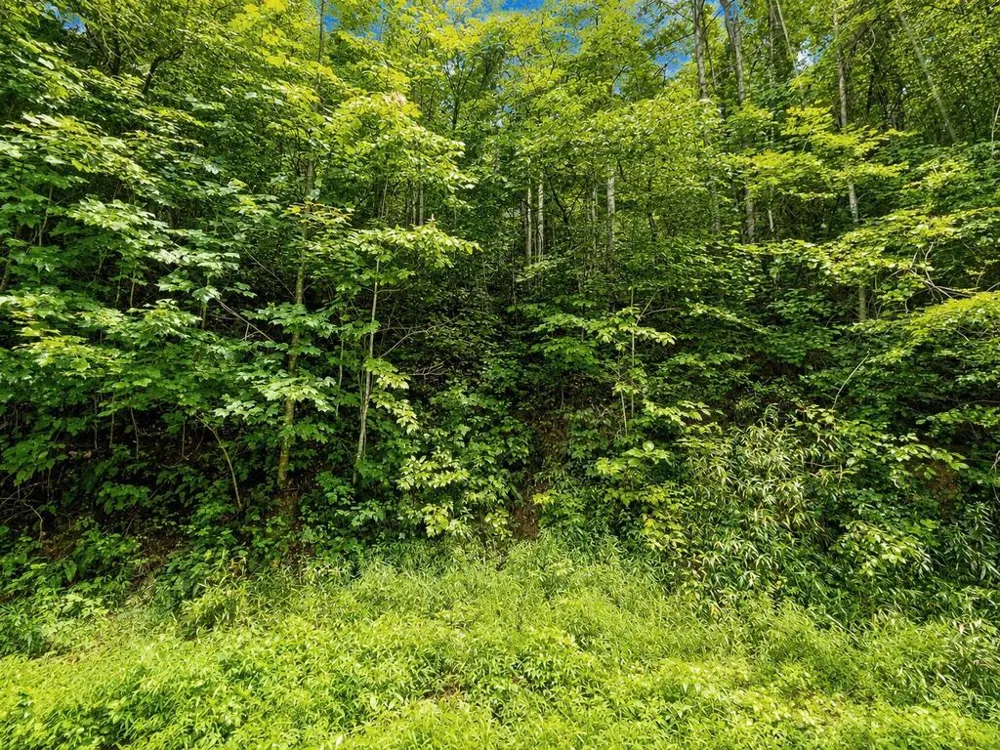 Yonah Trl Waynesville, NC 28785