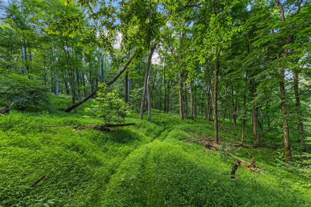 8021 Palmore Hollow Ln Nolensville, TN 37135
