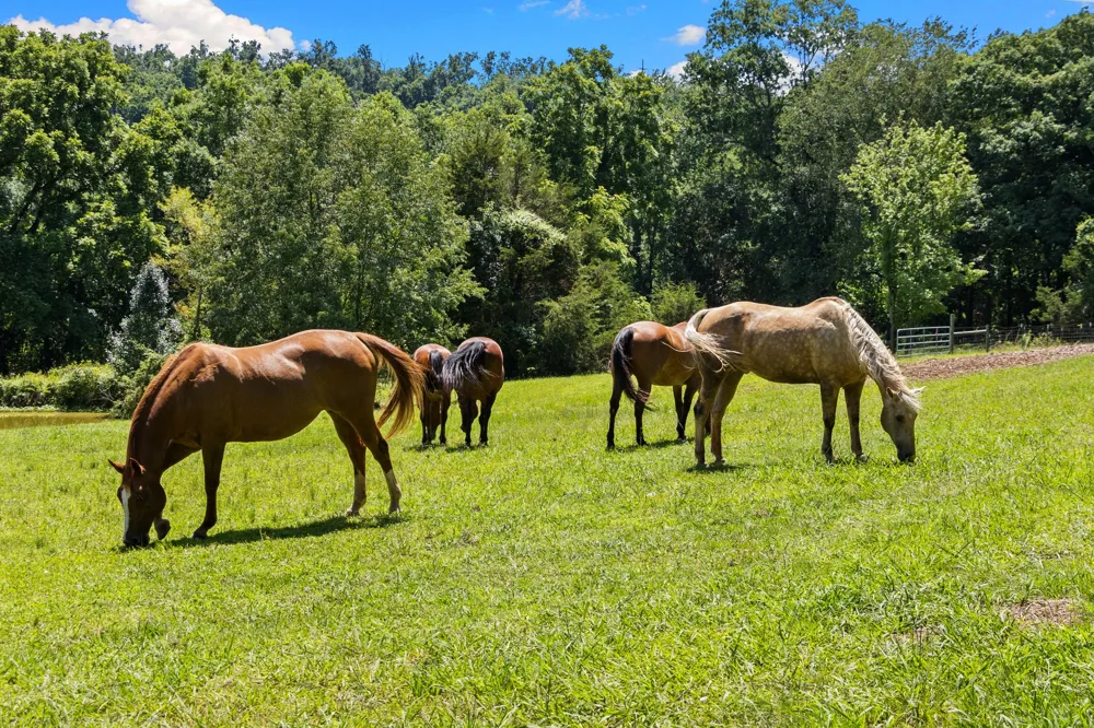 8021 Palmore Hollow Ln Nolensville, TN 37135