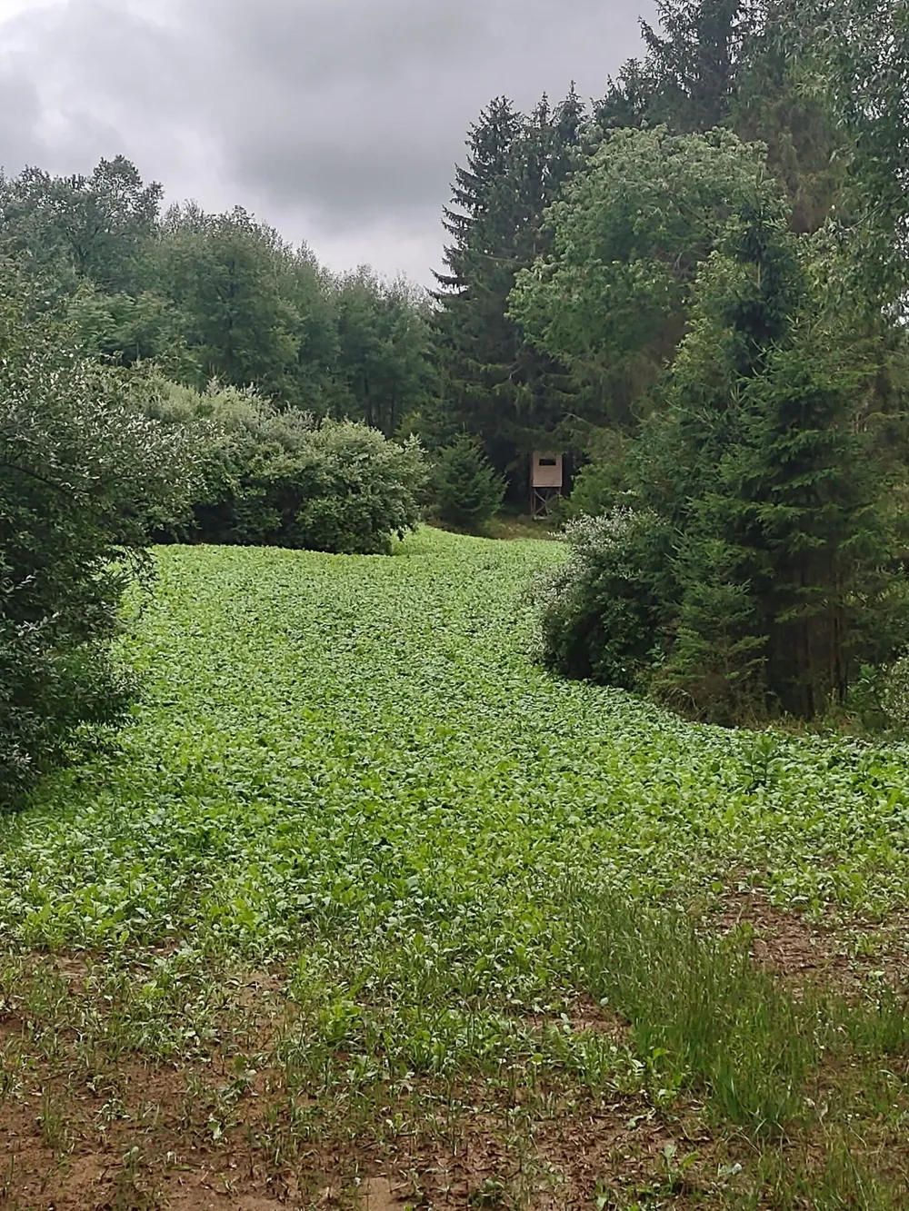 E Chauvez Road Custer, MI 49405