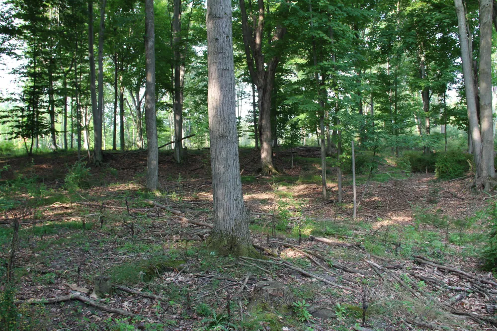 E Chauvez Road Custer, MI 49405