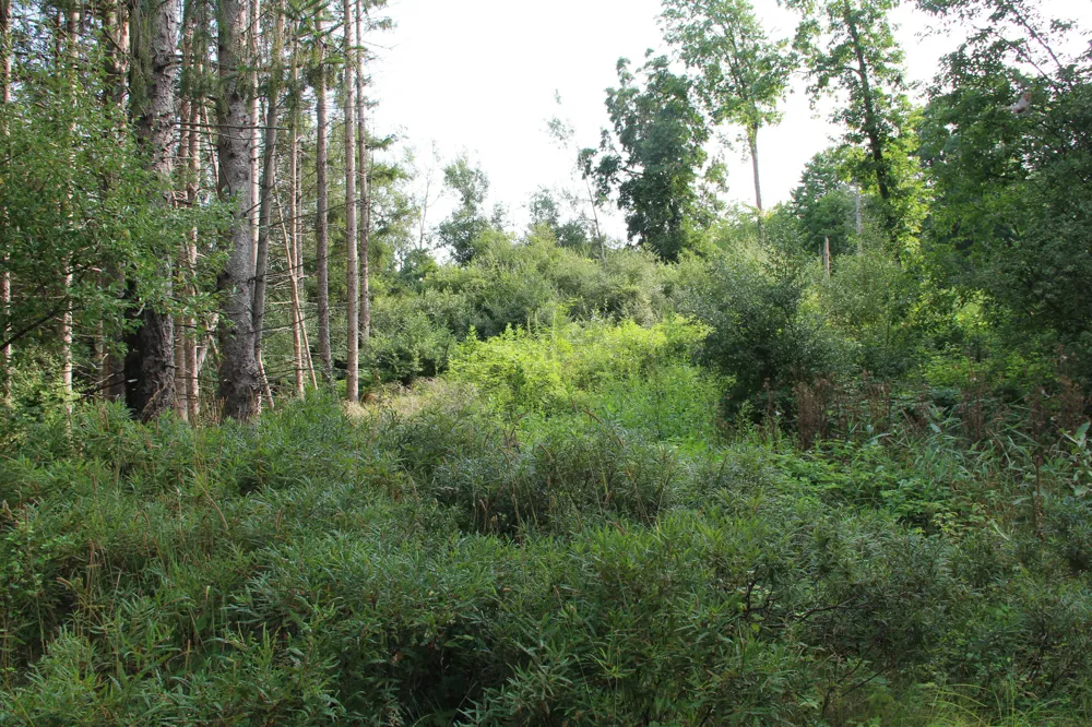 E Chauvez Road Custer, MI 49405