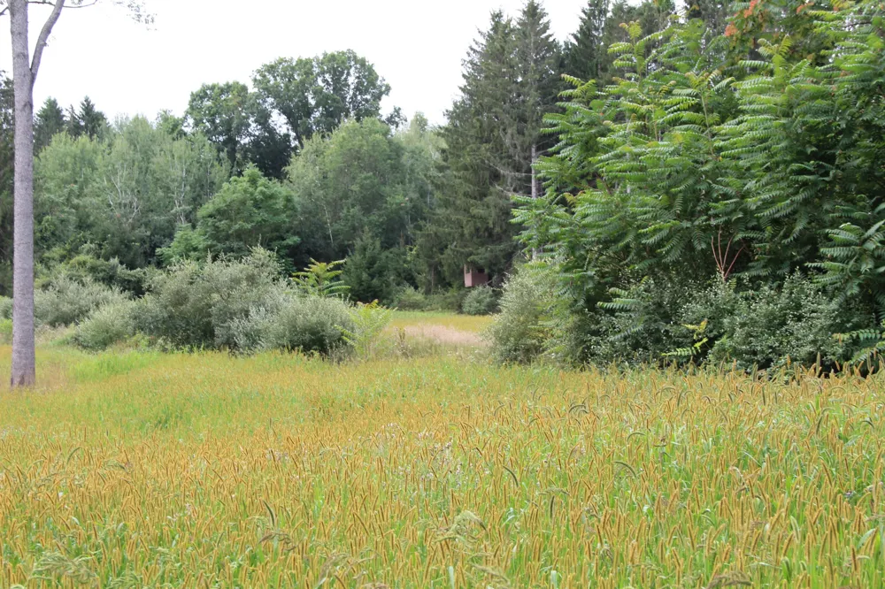 E Chauvez Road Custer, MI 49405