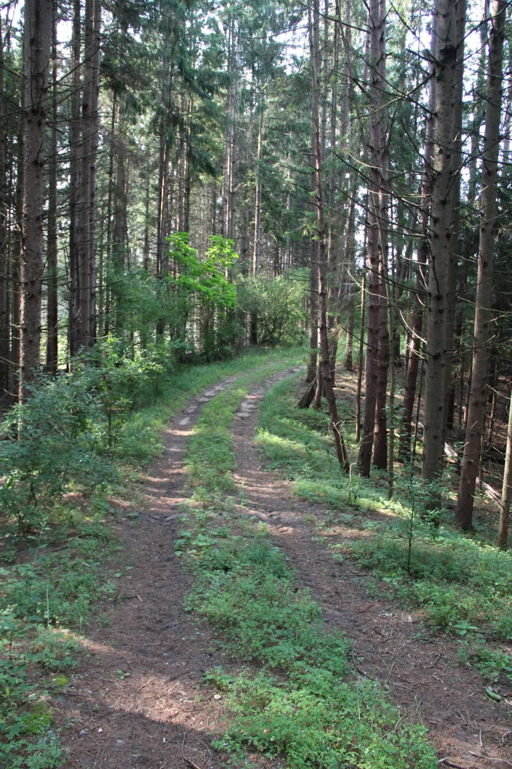 E Chauvez Road Custer, MI 49405
