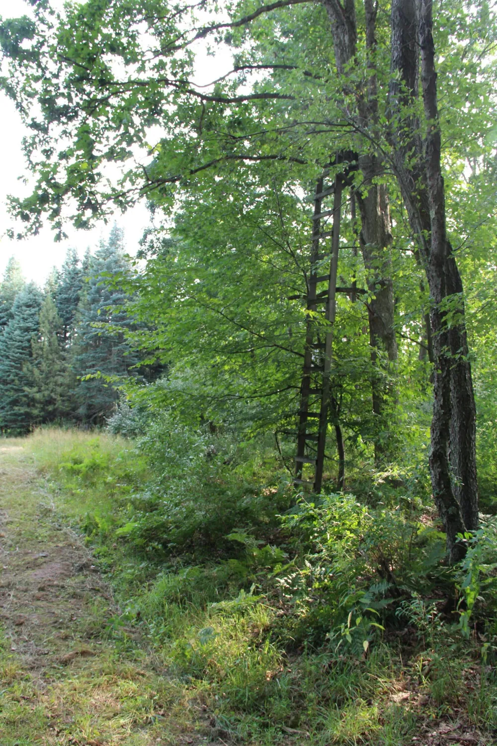 E Chauvez Road Custer, MI 49405