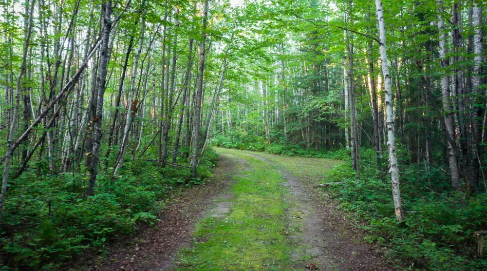 6991 Crane Lake Road Crane Lake, MN 55725